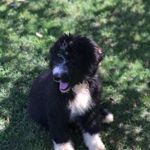 Meet your Posher, Aleeha